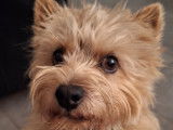 Mâle Norwich Terrier disponible pour saillie