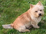 Mâle Norwich Terrier disponible pour saillie