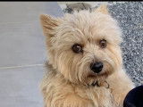 Mâle Norwich Terrier disponible pour saillie