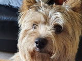 Mâle Norwich Terrier disponible pour saillie