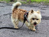 Mâle Norwich Terrier disponible pour saillie