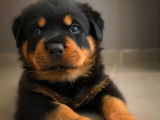 Chiot rottweiler LOF