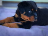 Chiot rottweiler LOF