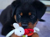 Chiot rottweiler LOF