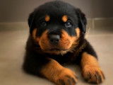 Chiot rottweiler LOF
