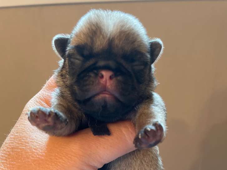 Chiots Carlins LOF à vendre