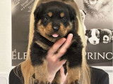 À réserver 7 chiots Rottweilers LOF