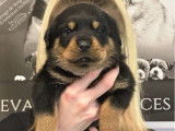 À réserver 7 chiots Rottweilers LOF