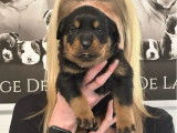 À réserver 7 chiots Rottweilers LOF