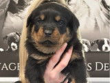 À réserver 7 chiots Rottweilers LOF