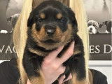 À réserver 7 chiots Rottweilers LOF