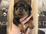 À réserver 7 chiots Rottweilers LOF