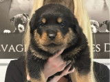 À réserver 7 chiots Rottweilers LOF