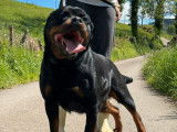 À réserver 7 chiots Rottweilers LOF