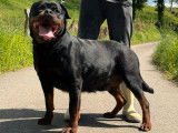 À réserver 7 chiots Rottweilers LOF