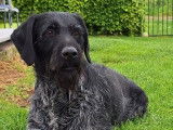 Des chiots Drahthaar LOF disponibles &agrave; la r&eacute;servation