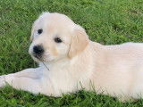 7 chiots Golden Retrievers LOF disponibles à la réservation