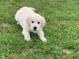 7 chiots Golden Retrievers LOF disponibles à la réservation