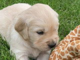 7 chiots Golden Retrievers LOF disponibles à la réservation