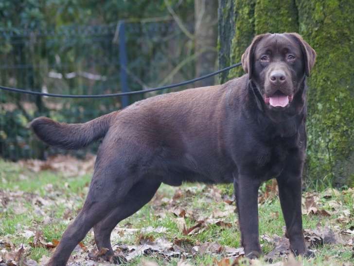 Chienne Labrador Retriever chocolat de 3 ans à l’achat (LOF)