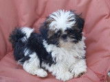 Deux chiots Shih Tzu LOF disponibles à la vente