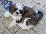 Deux chiots Shih Tzu LOF disponibles à la vente