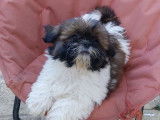 Disponibles à l’achat 2 chiots Shih Tzu LOF