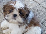 Disponibles à l’achat 2 chiots Shih Tzu LOF