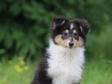 Un chiot mâle Berger des Shetland LOF tricolore à acheter