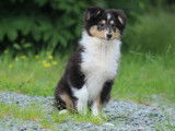 Un chiot mâle Berger des Shetland LOF tricolore à acheter