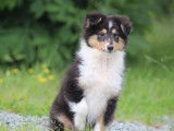Un chiot mâle Berger des Shetland LOF tricolore à acheter