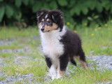 Un chiot mâle Berger des Shetland LOF tricolore à acheter