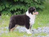 Un chiot mâle Berger des Shetland LOF tricolore à acheter