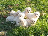 Des chiots Bichons Fris&eacute;s &agrave; vendre (LOF)