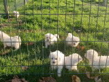 Des chiots Bichons Fris&eacute;s &agrave; vendre (LOF)