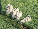 Des chiots Bichons Fris&eacute;s &agrave; vendre (LOF)