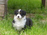 7 chiots Bergers Australiens à réserver (LOF)
