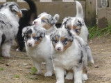 7 chiots Bergers Australiens à réserver (LOF)