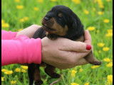 11 chiots Rottweilers disponibles à la réservation (LOF)