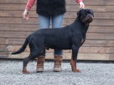 11 chiots Rottweilers disponibles à la réservation (LOF)