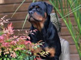 11 chiots Rottweilers disponibles à la réservation (LOF)