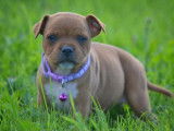 6 chiots Staffordshire Bull Terrier LOF disponibles à la réservation