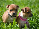 6 chiots Staffordshire Bull Terrier LOF disponibles à la réservation