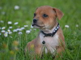 6 chiots Staffordshire Bull Terrier LOF disponibles à la réservation