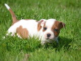 6 chiots Staffordshire Bull Terrier LOF disponibles à la réservation