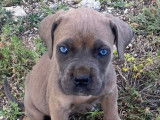 Des chiots Cane Corso disponibles à la réservation (LOF)