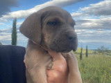 Des chiots Cane Corso disponibles à la réservation (LOF)