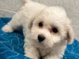 1 chiot femelle Bichon Frisé LOF à réserver