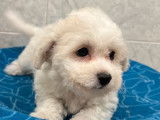 1 chiot femelle Bichon Frisé LOF à réserver