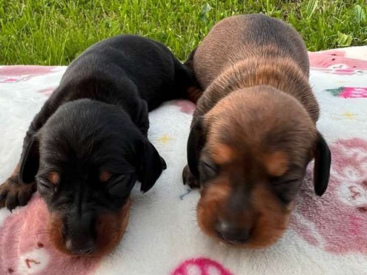 Deux chiots mâles Teckel Nain LOF à réserver